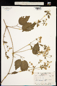 Clematis dioica image