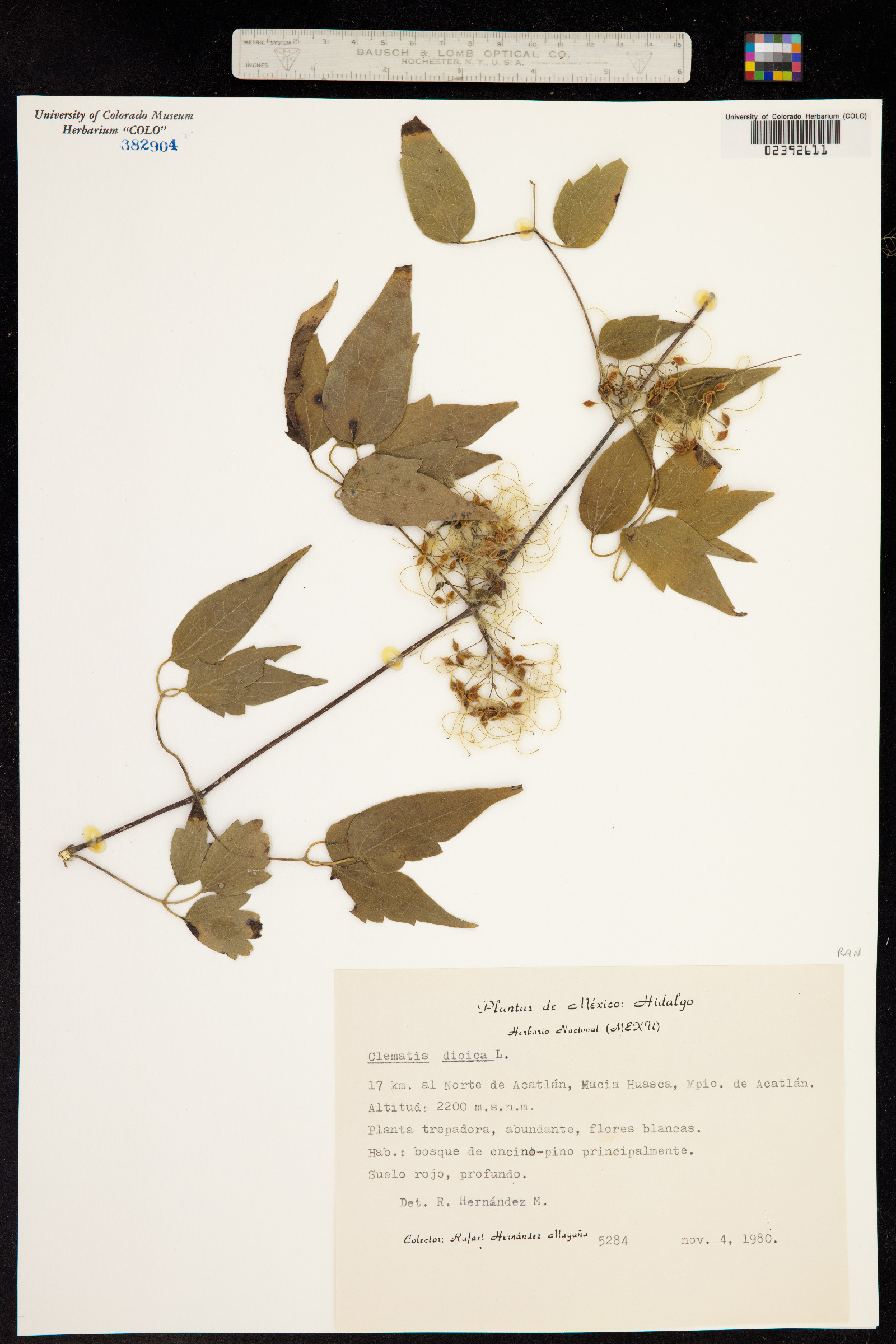 Clematis dioica image