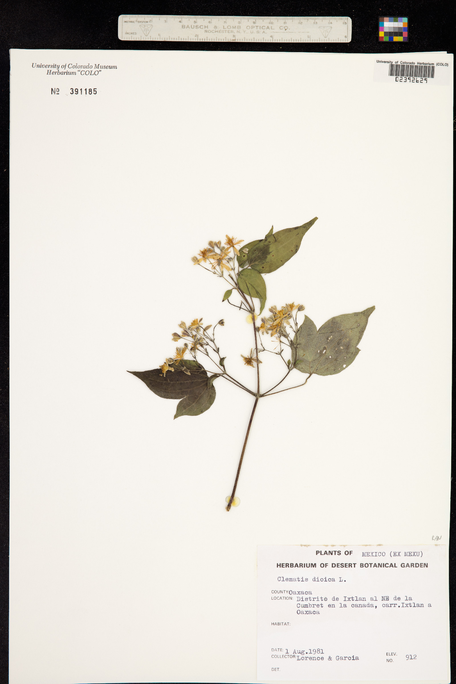 Clematis dioica image