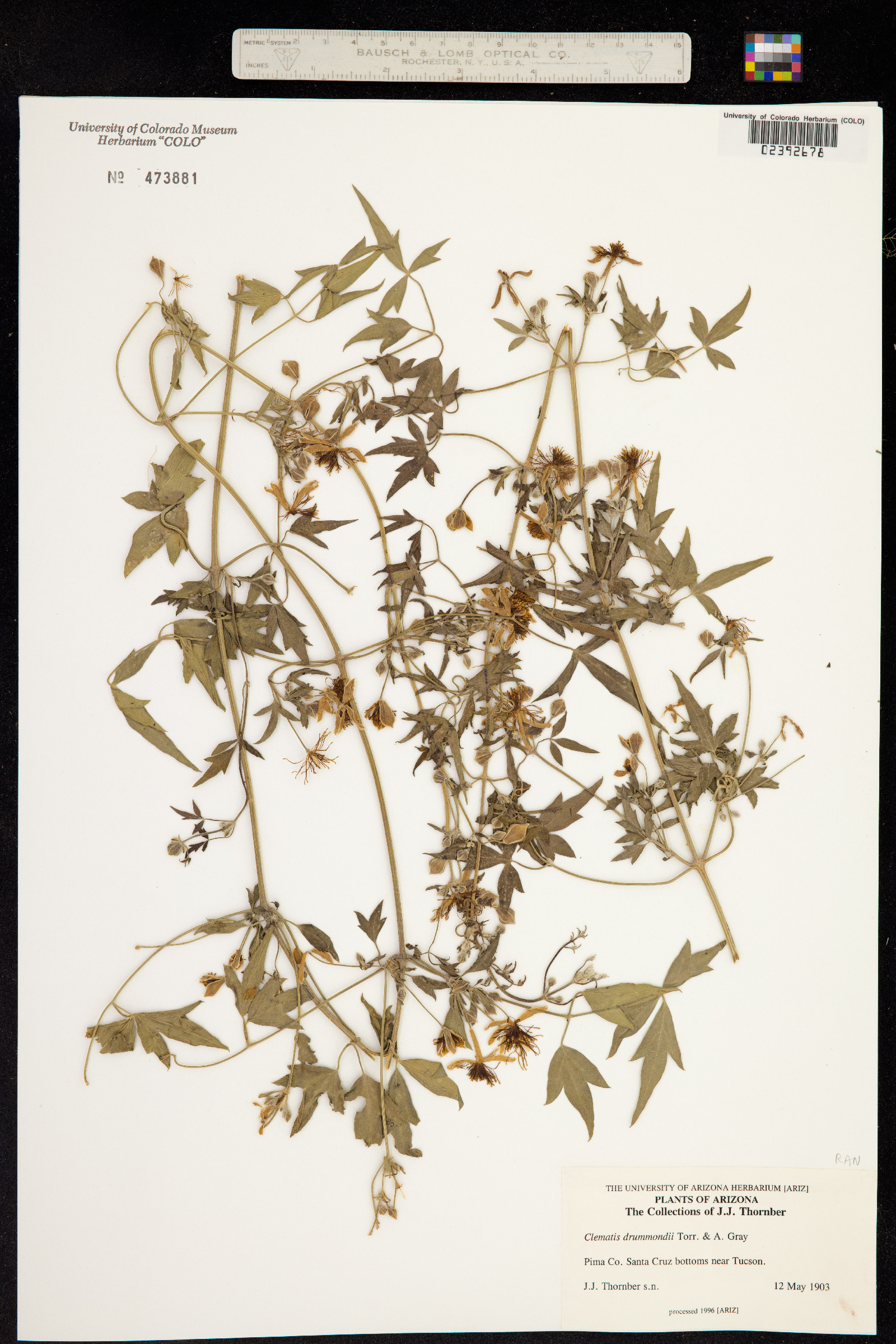 Clematis drummondii image