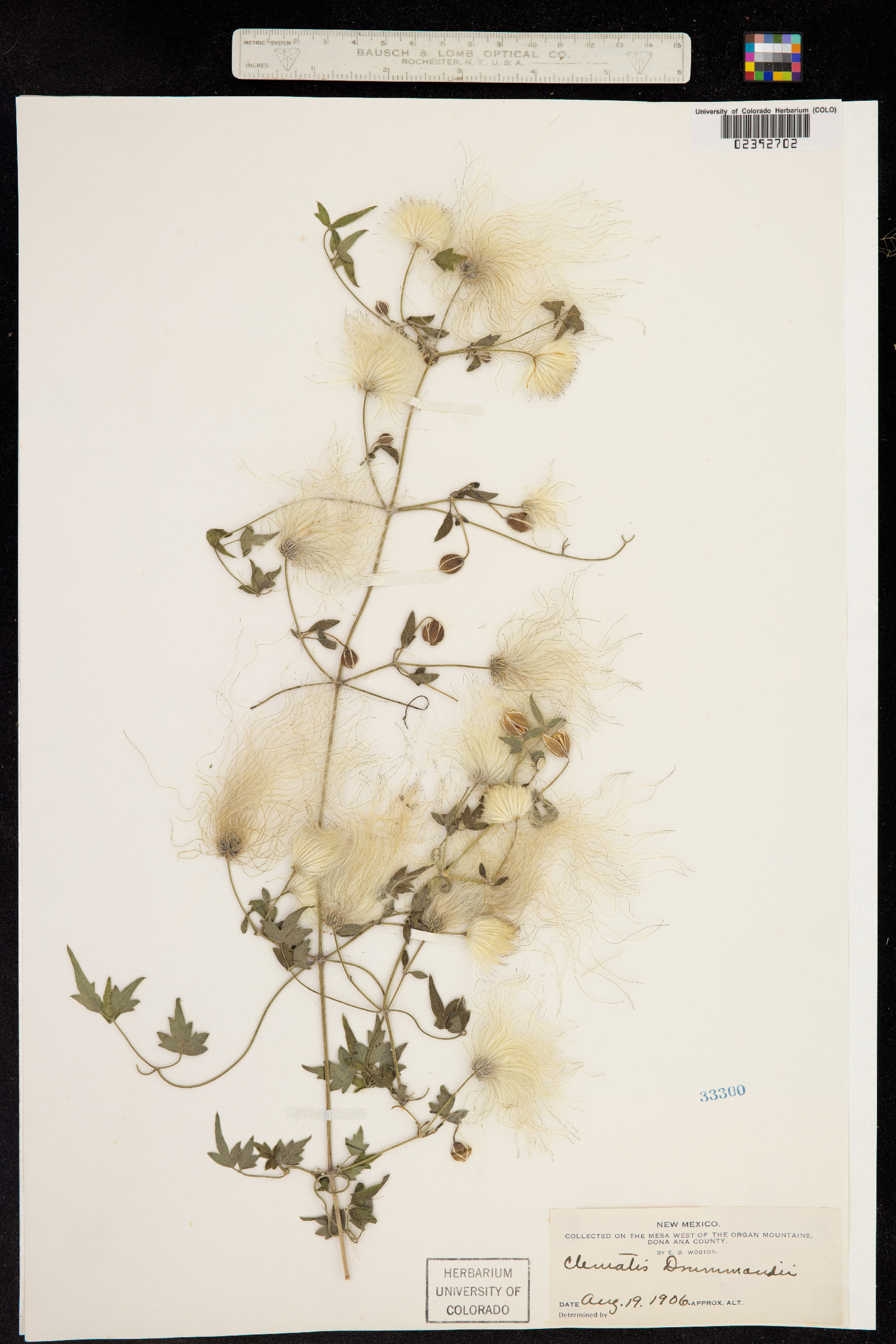 Clematis drummondii image