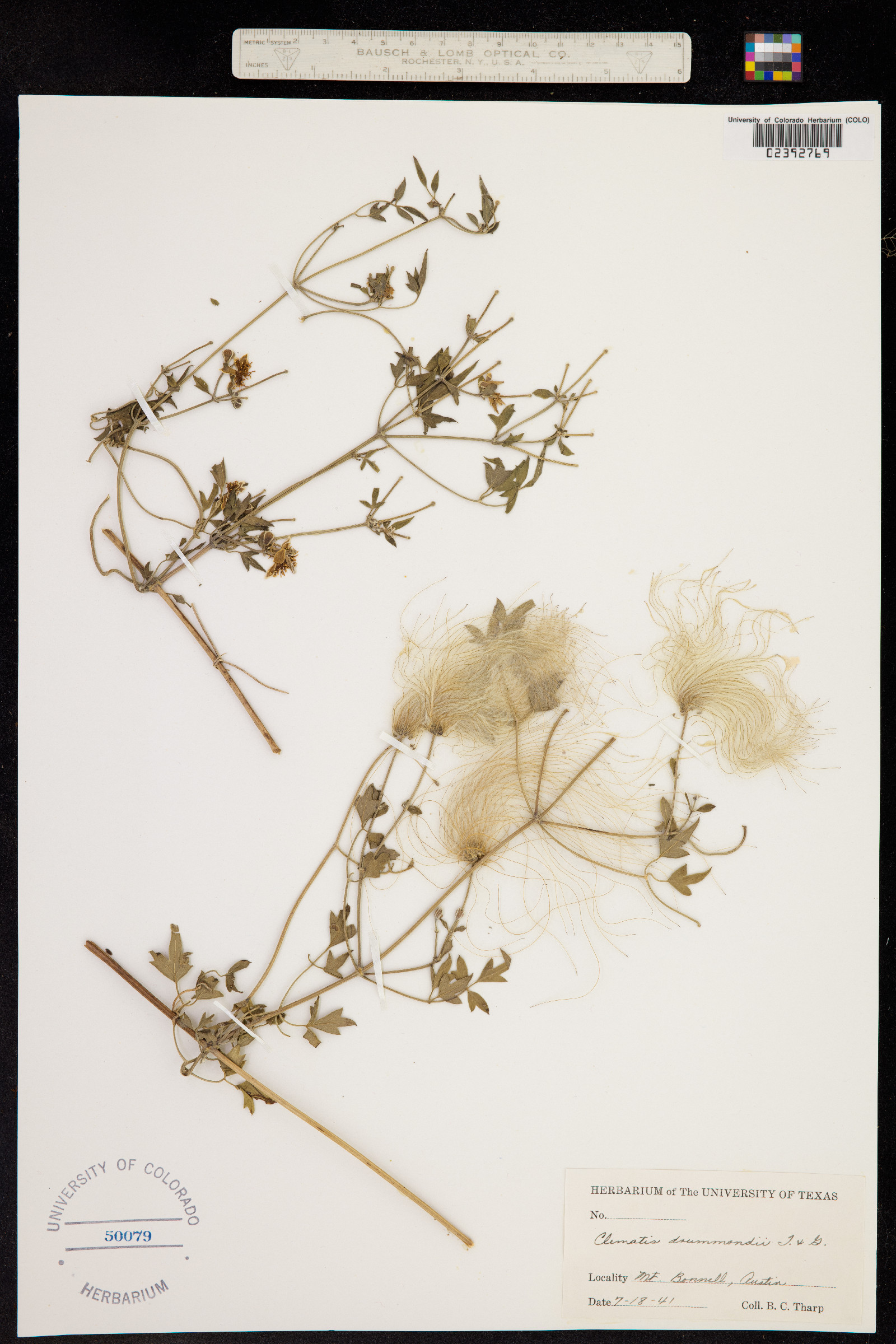 Clematis drummondii image