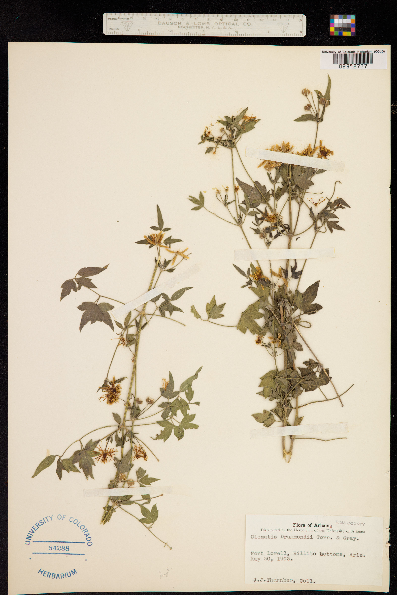 Clematis drummondii image