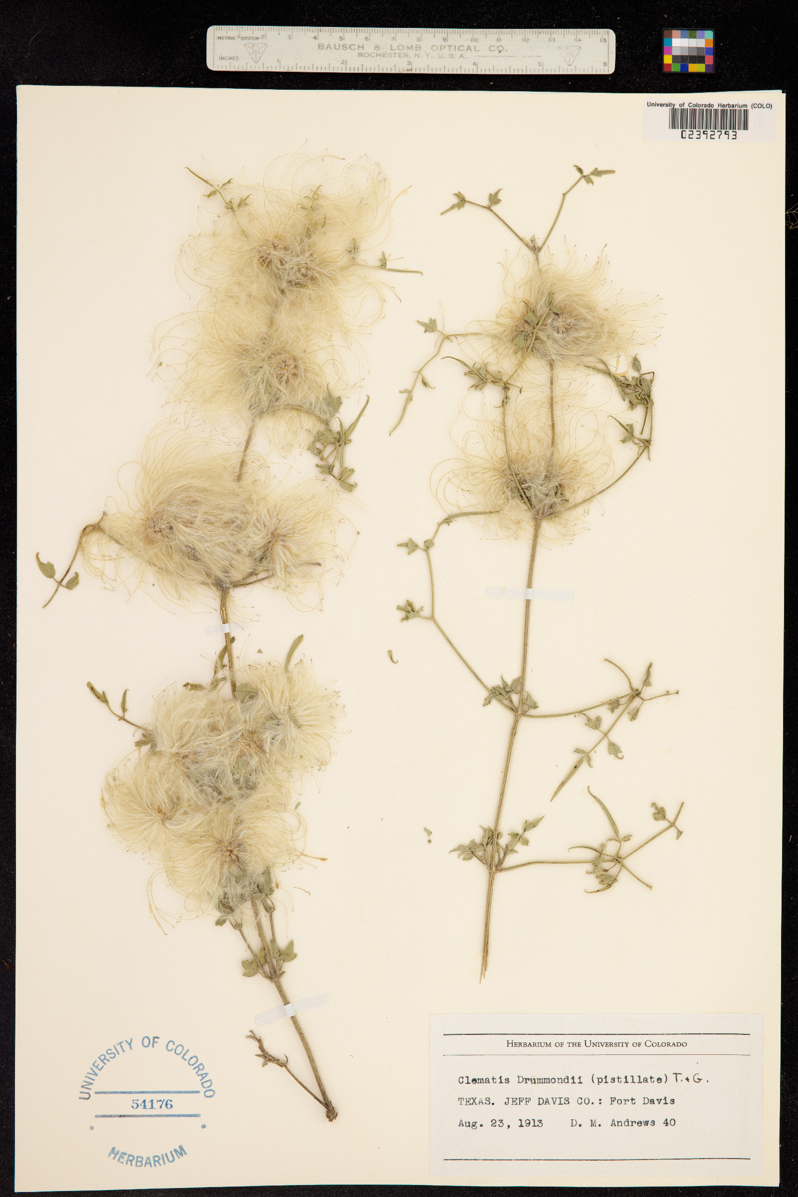 Clematis drummondii image