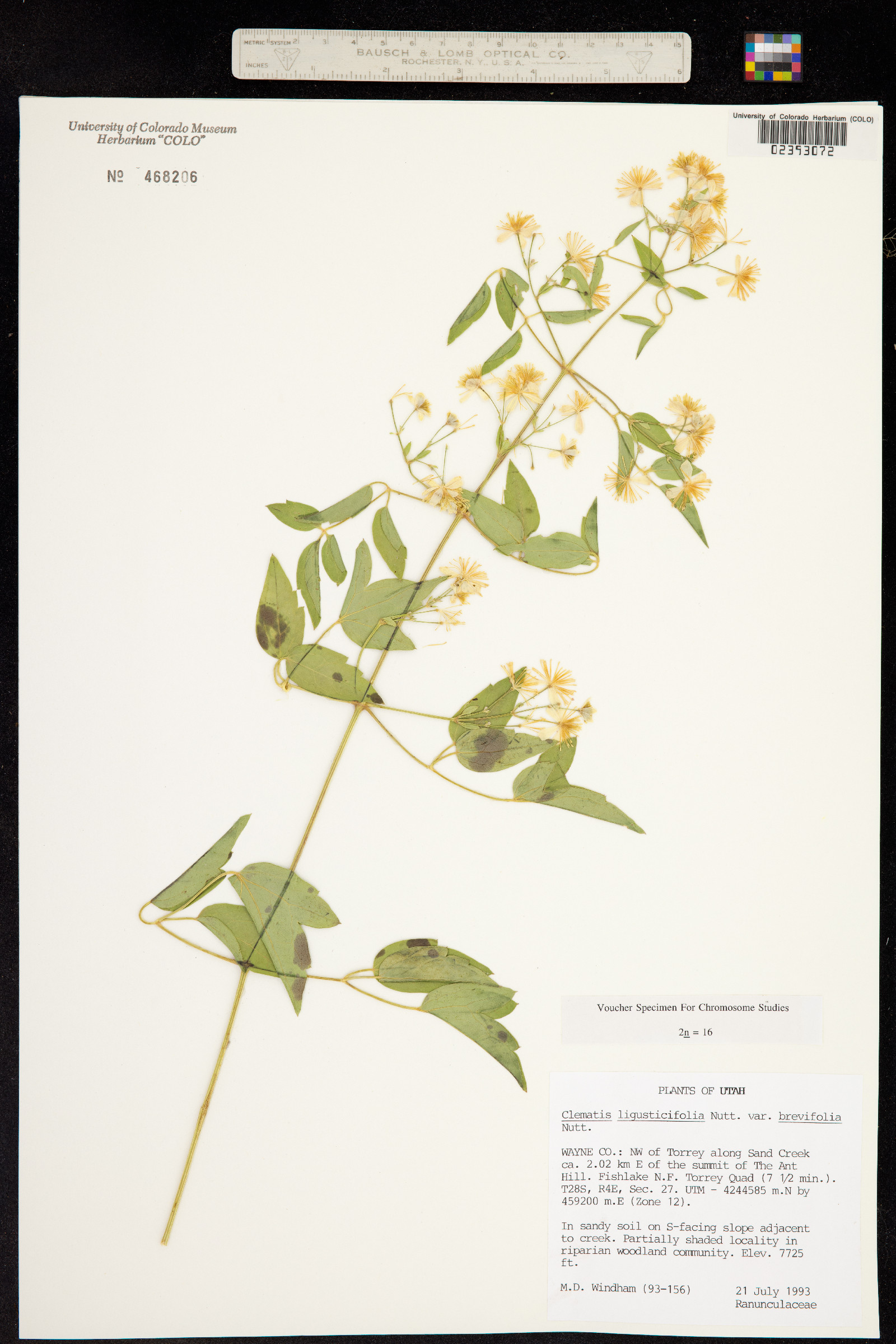 Clematis ligusticifolia image