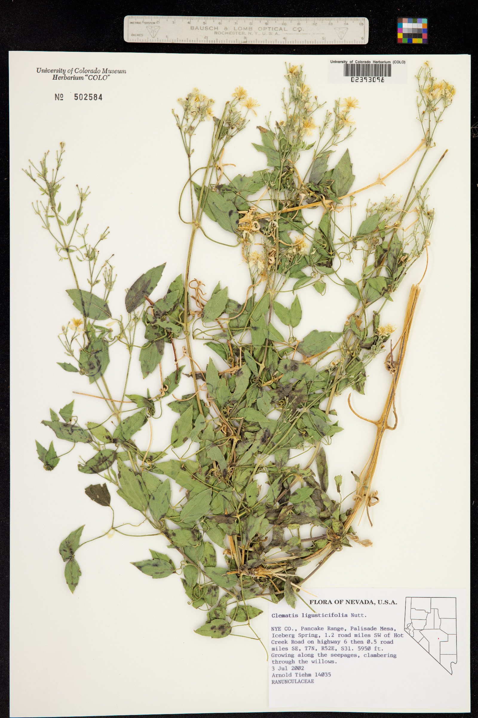Clematis ligusticifolia image