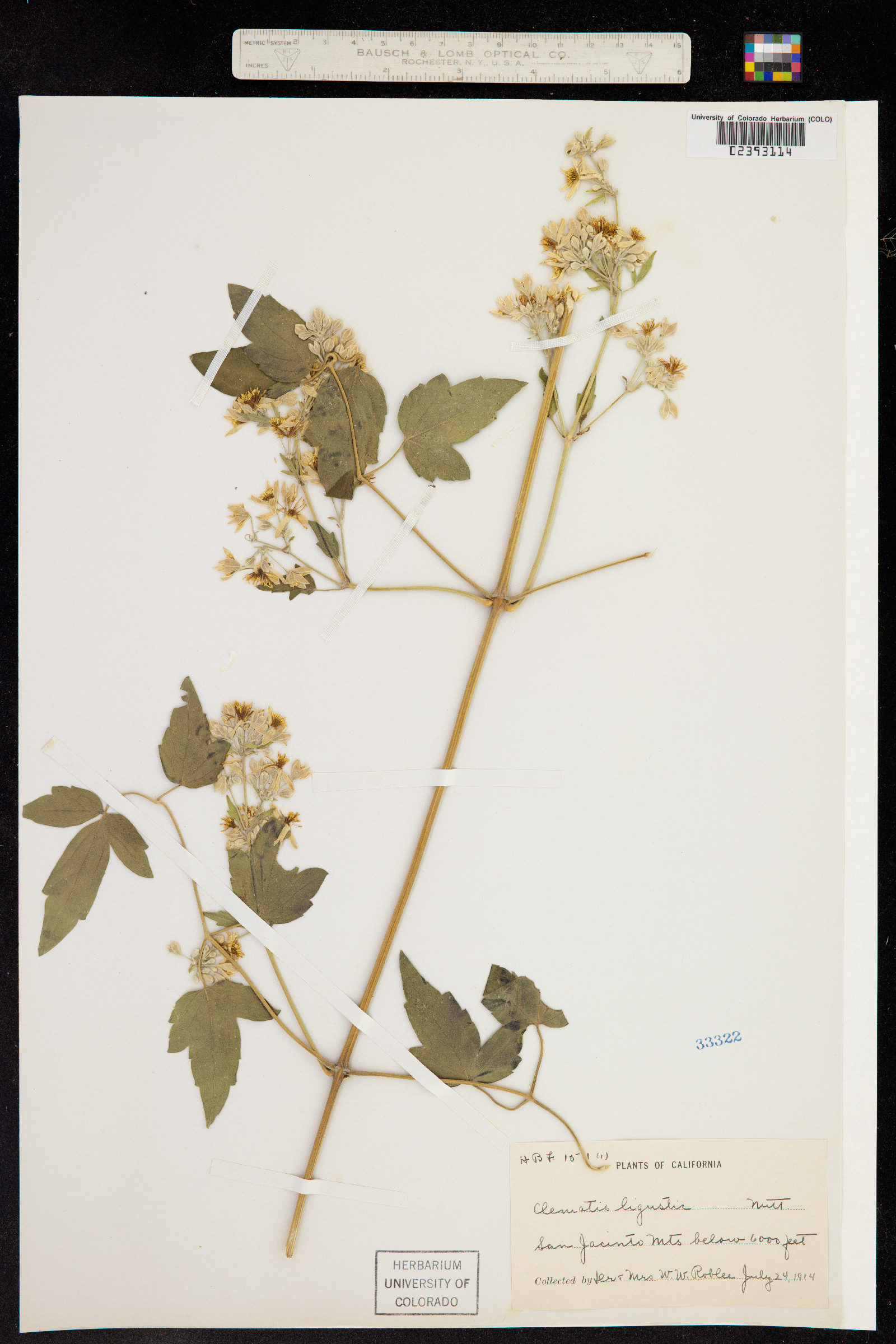 Clematis ligusticifolia image