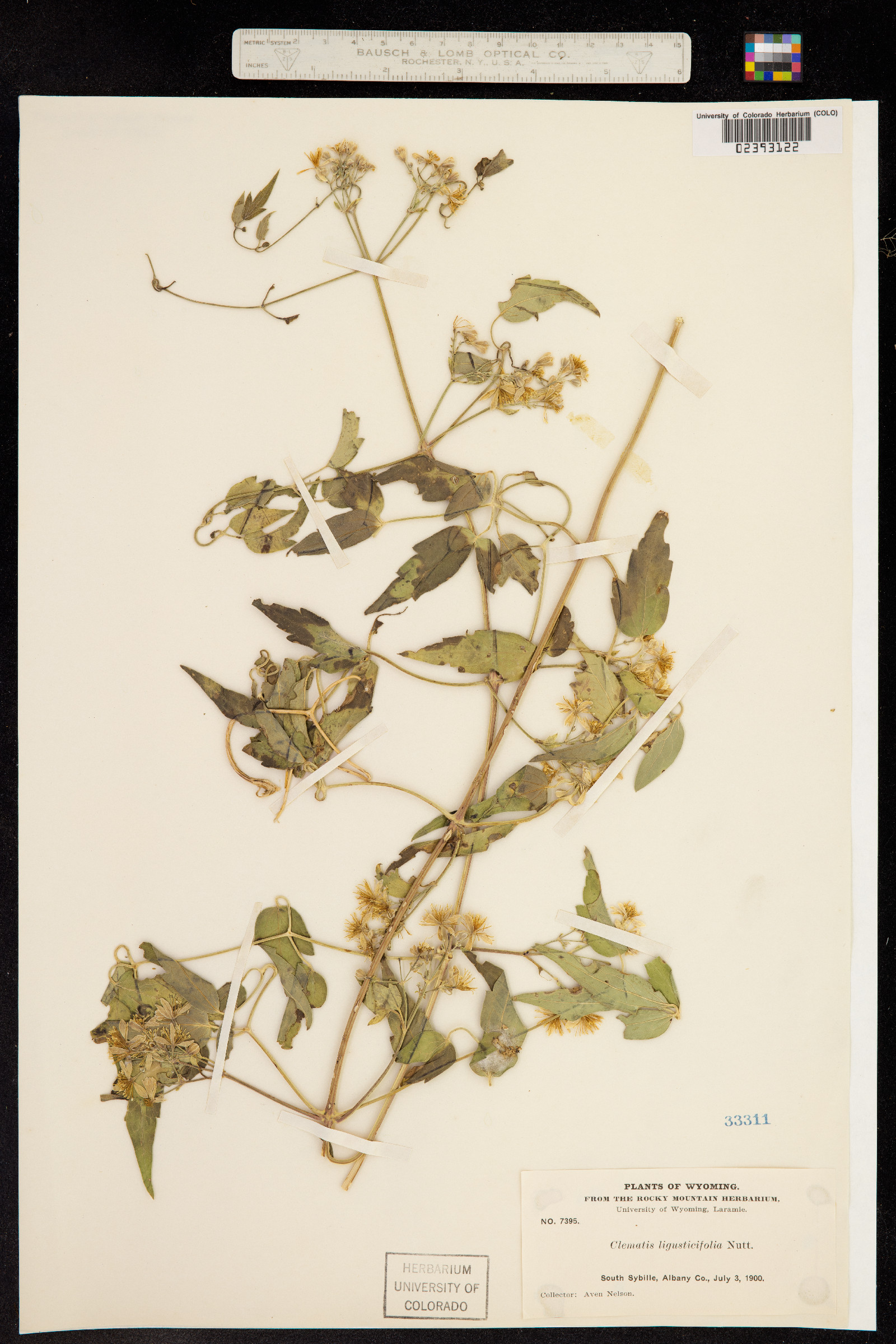 Clematis ligusticifolia image