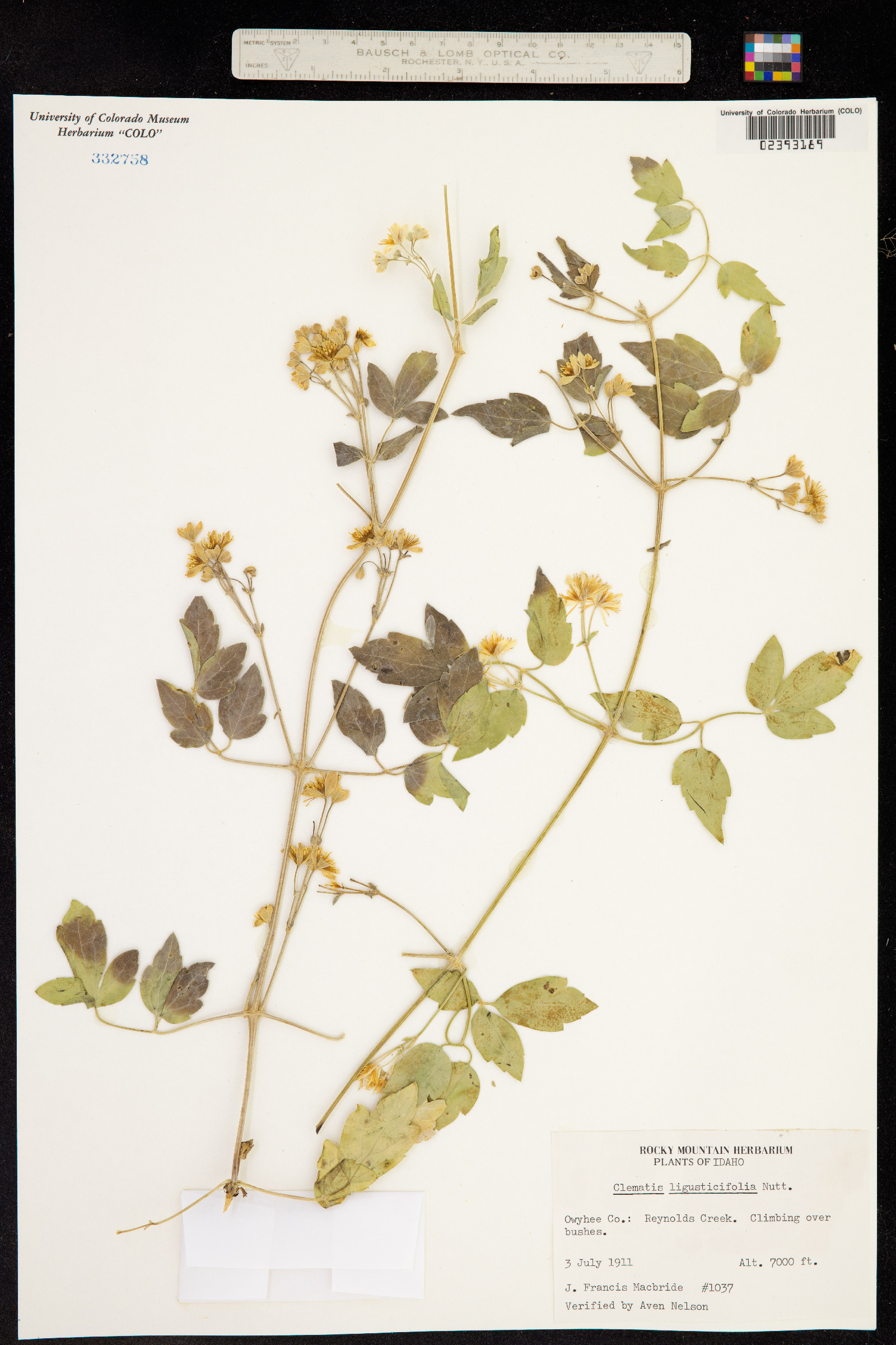 Clematis ligusticifolia image