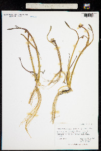 Coptidium pallasii image