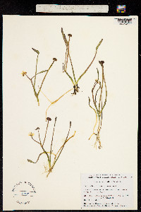 Coptidium pallasii image