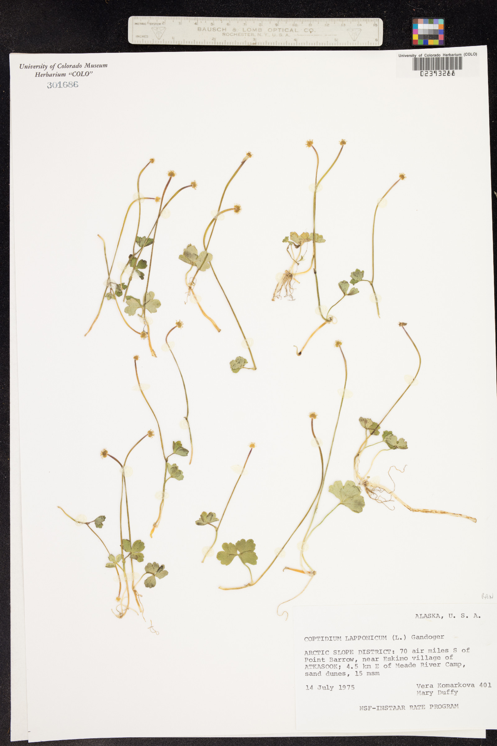 Ranunculus lapponicus image