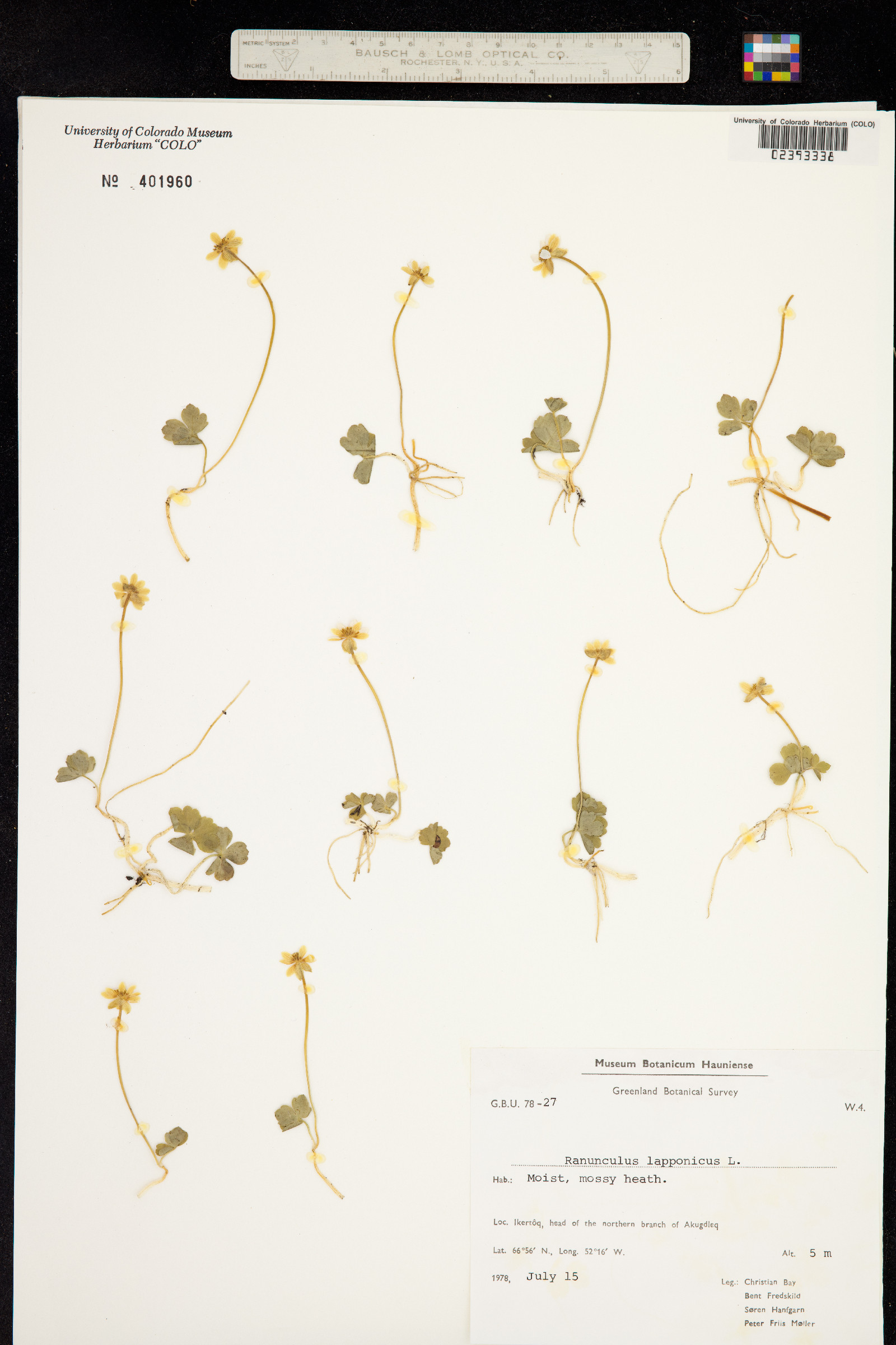 Ranunculus lapponicus image