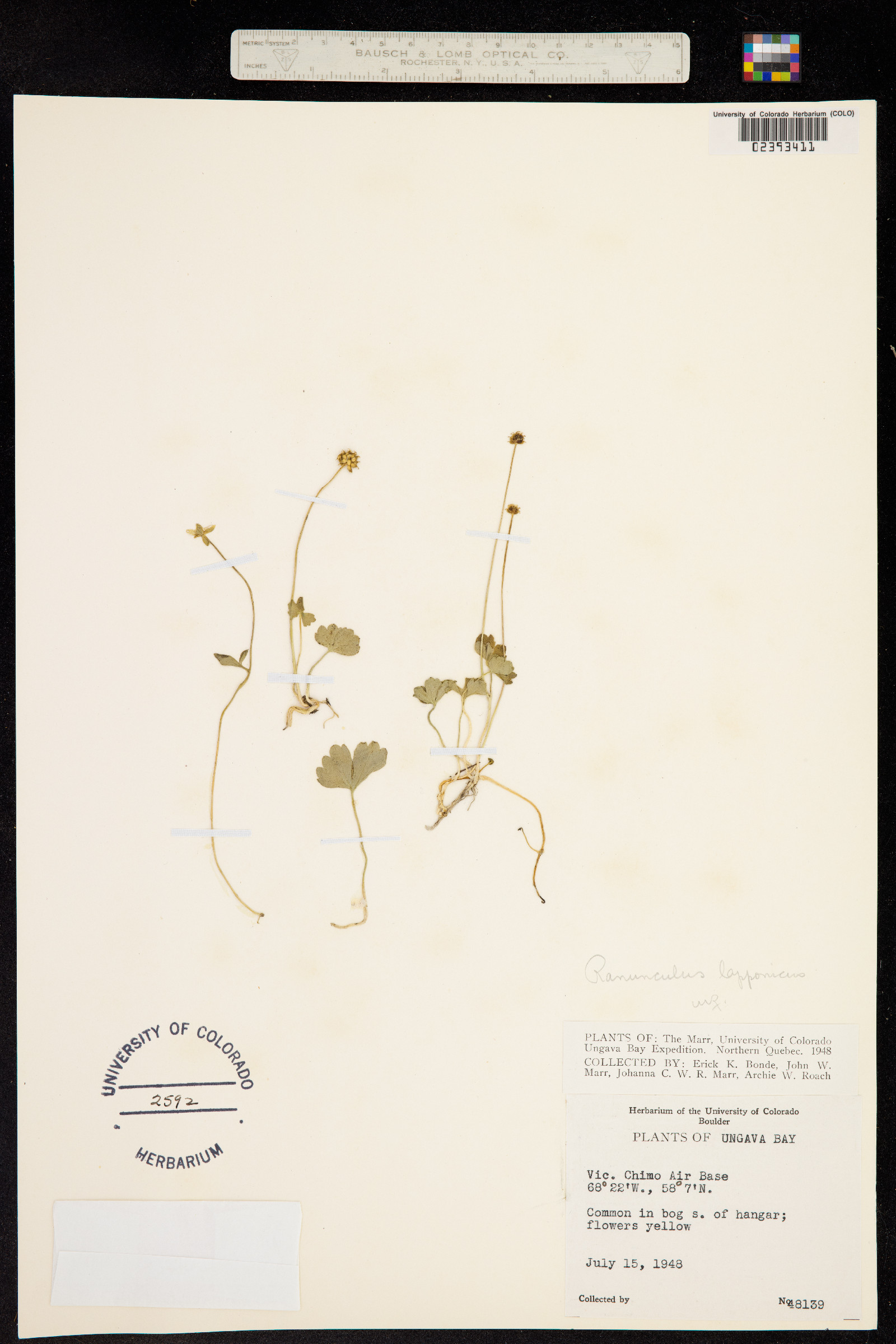 Ranunculus lapponicus image