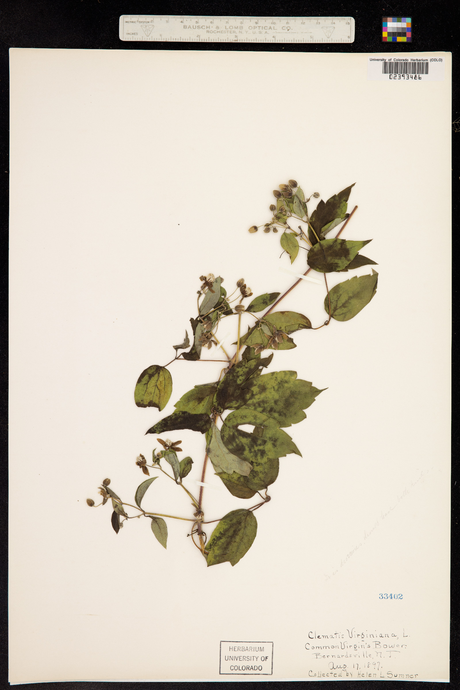 Clematis virginiana image