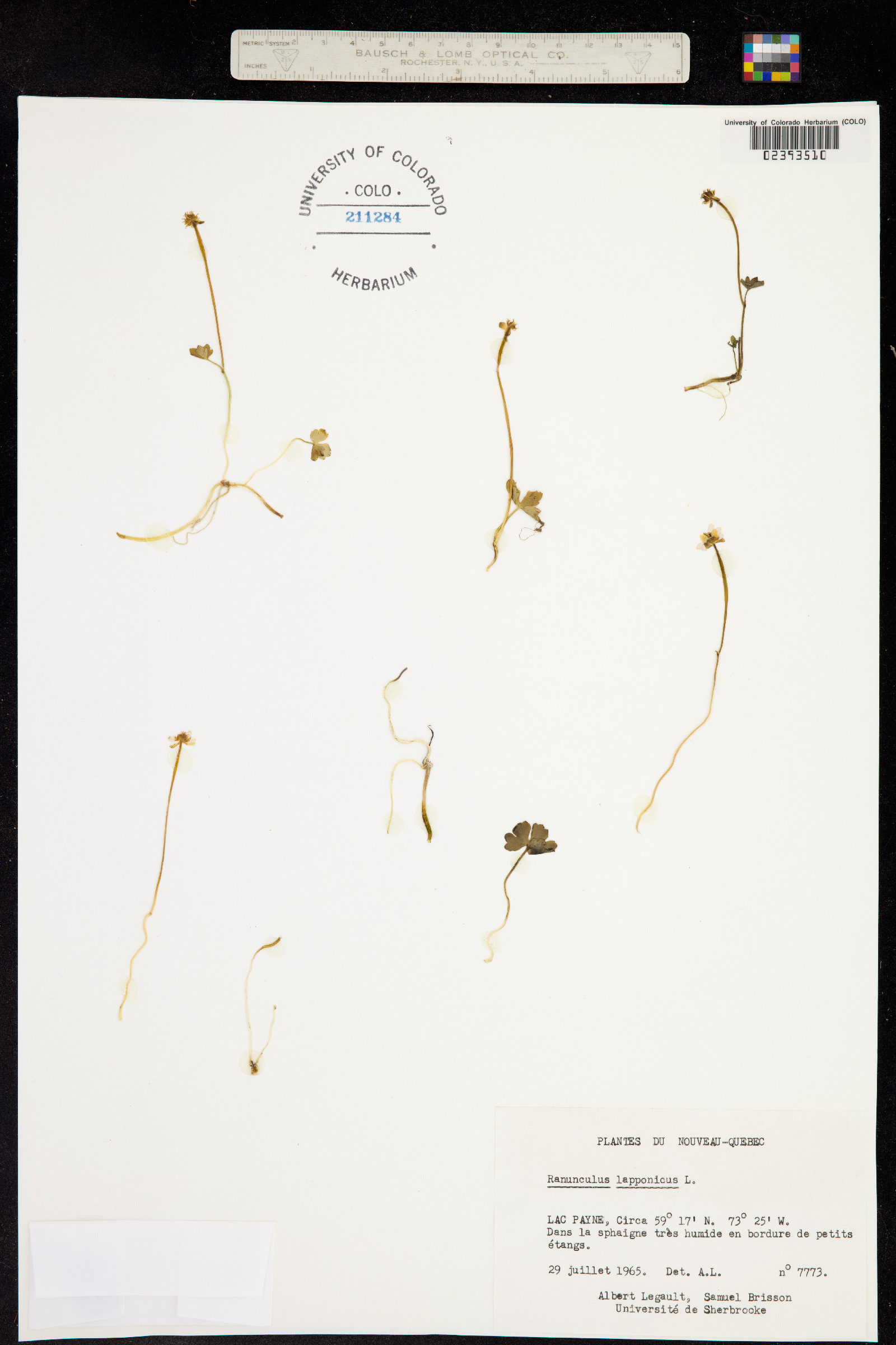 Ranunculus lapponicus image