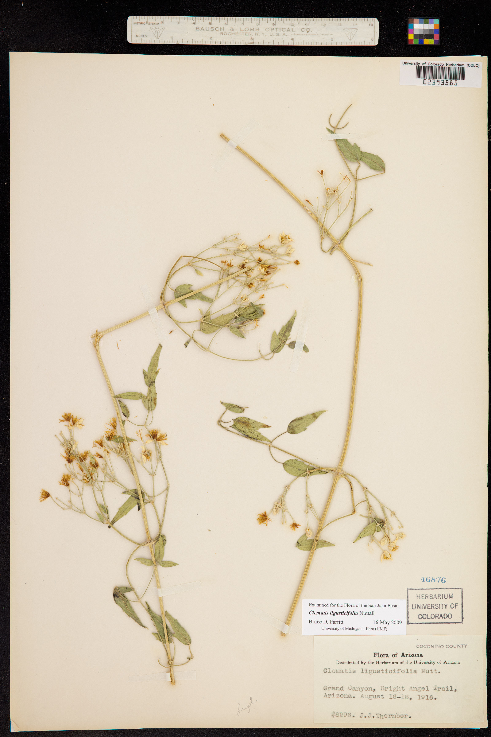 Clematis ligusticifolia image