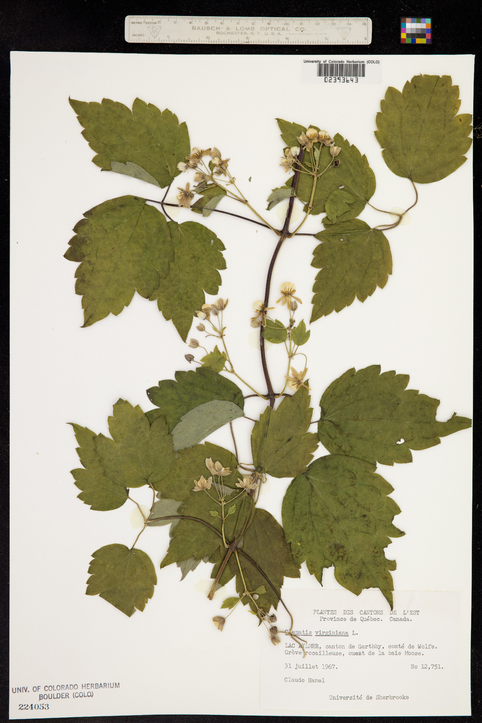 Clematis virginiana image