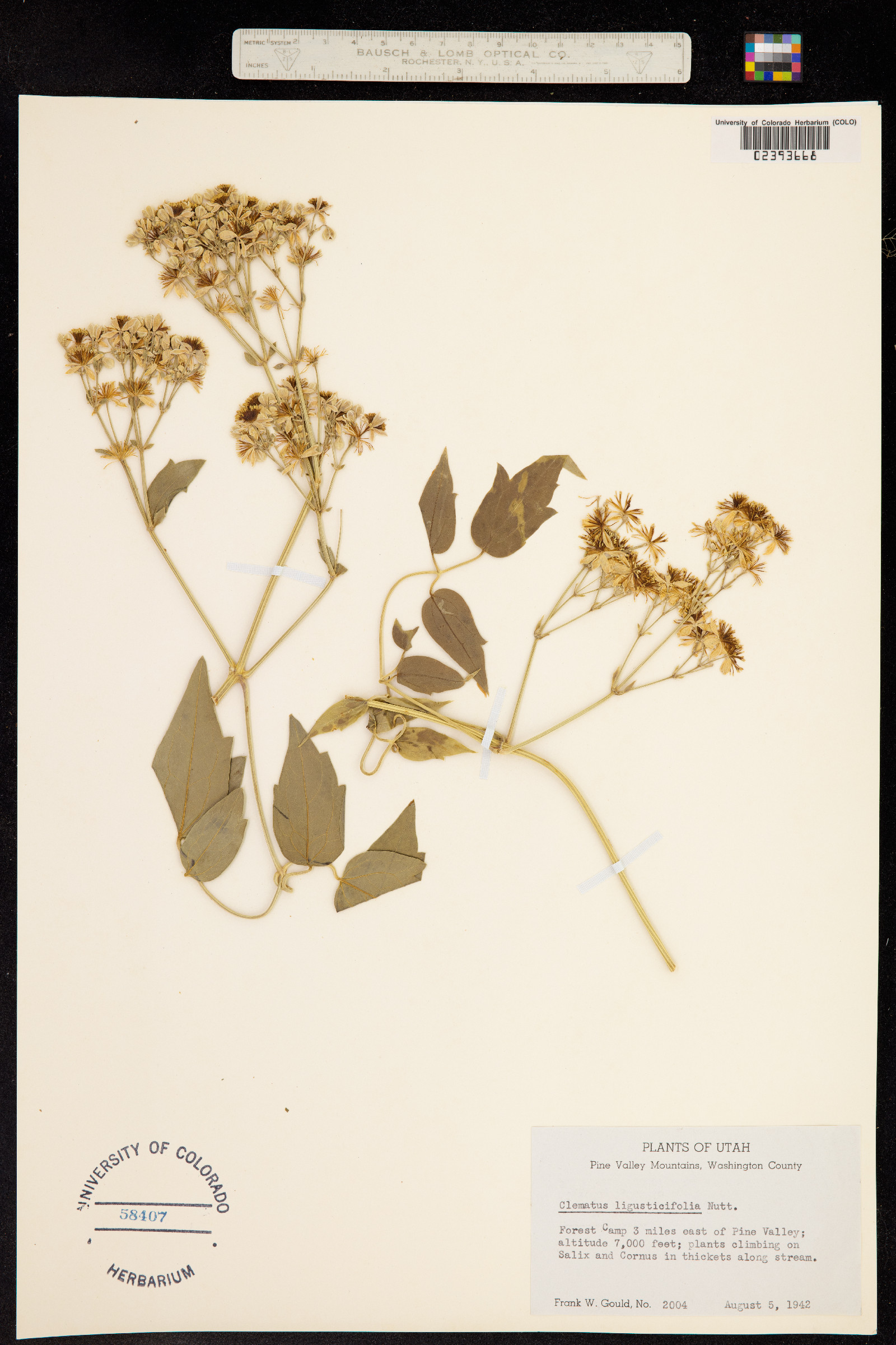 Clematis ligusticifolia image