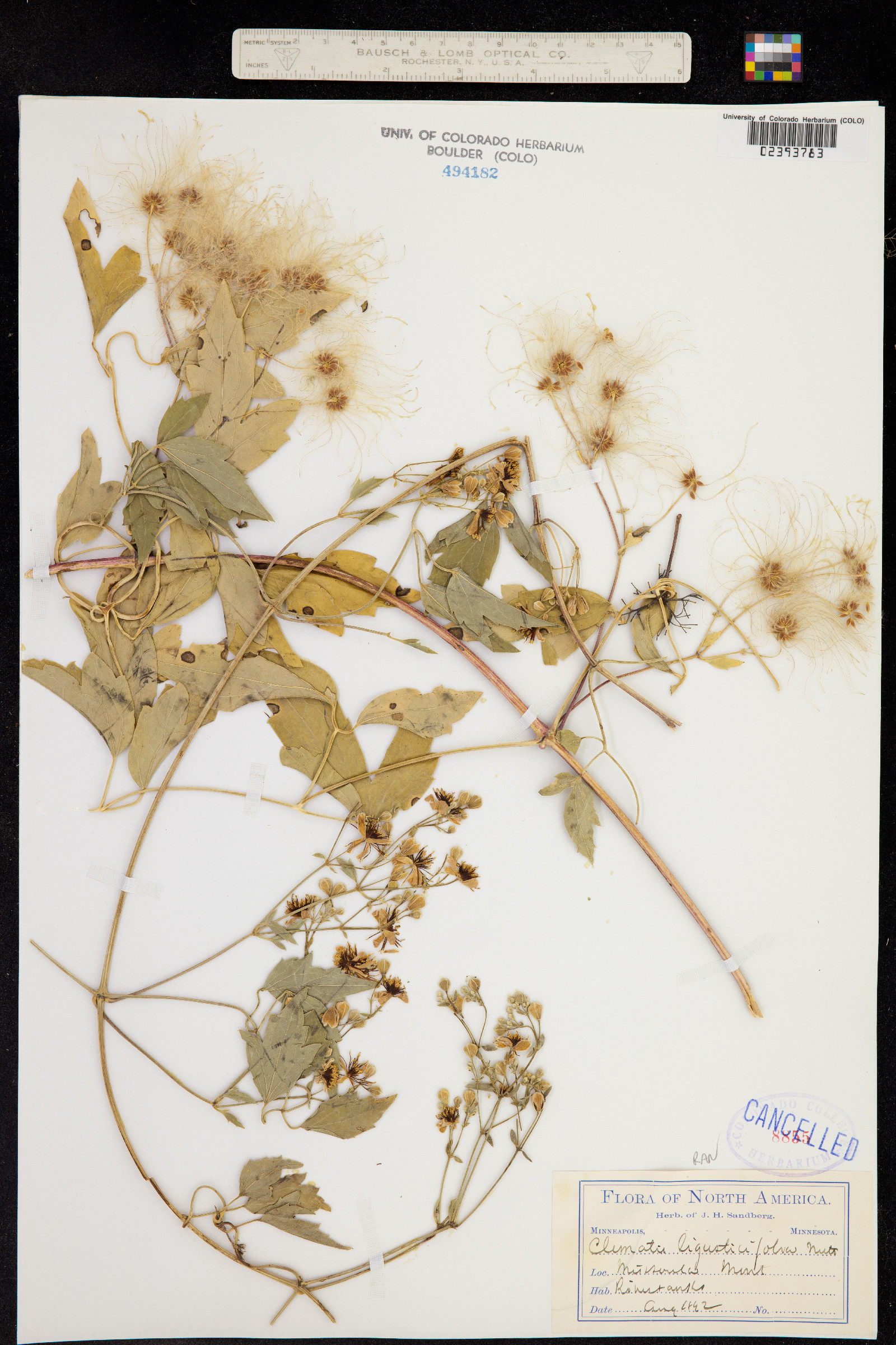 Clematis ligusticifolia image