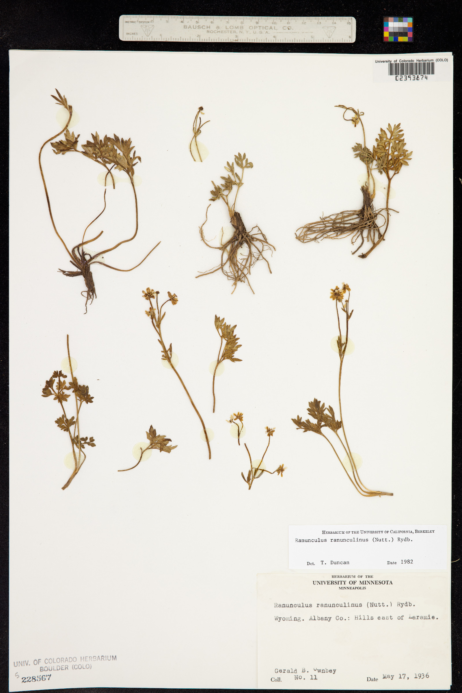 Ranunculus ranunculinus image