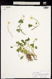 Image of Ranunculus ficaria