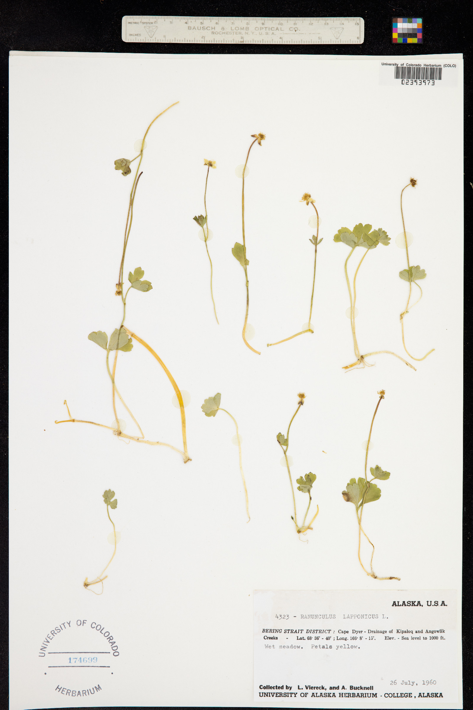 Ranunculus lapponicus image