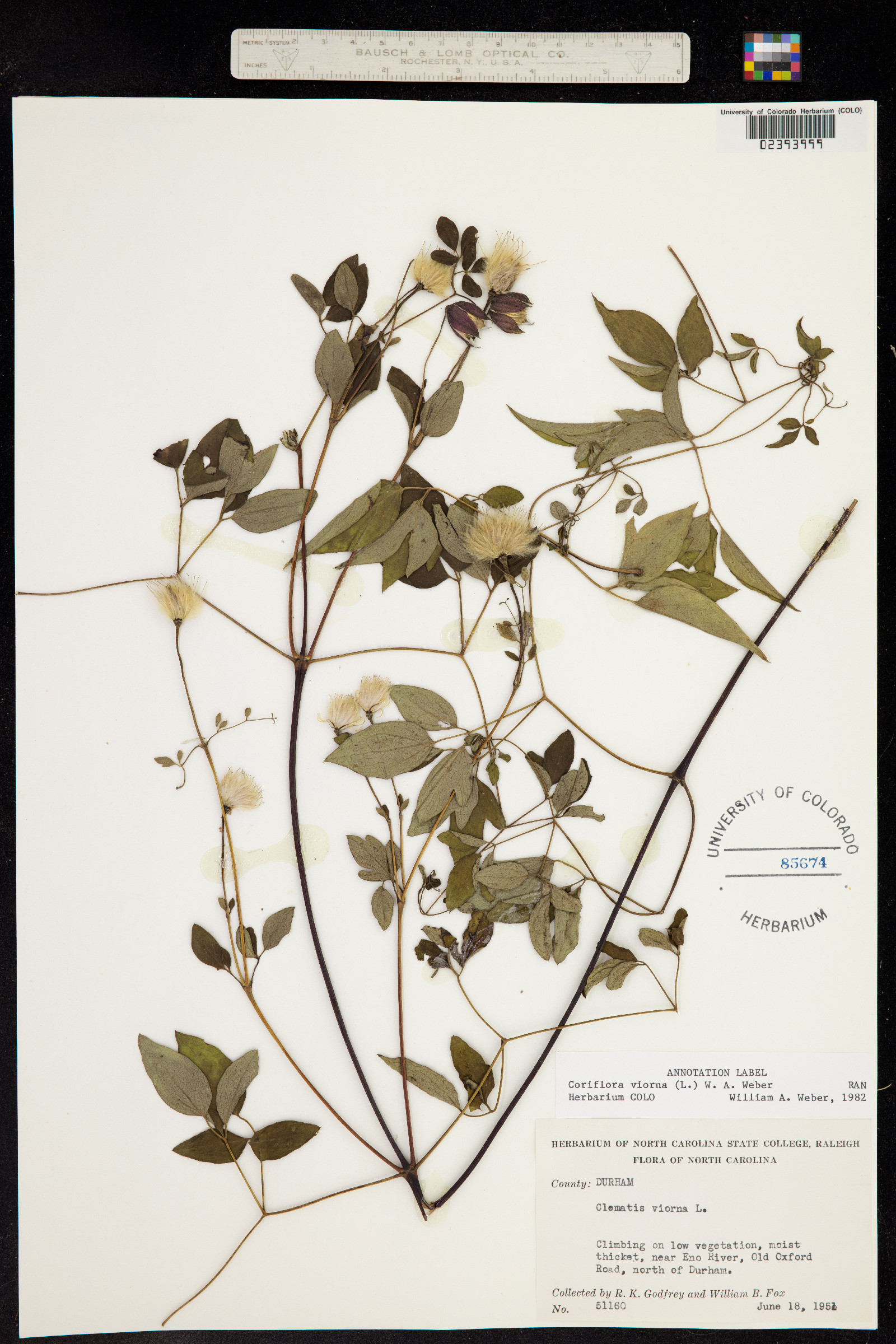 Clematis viorna image