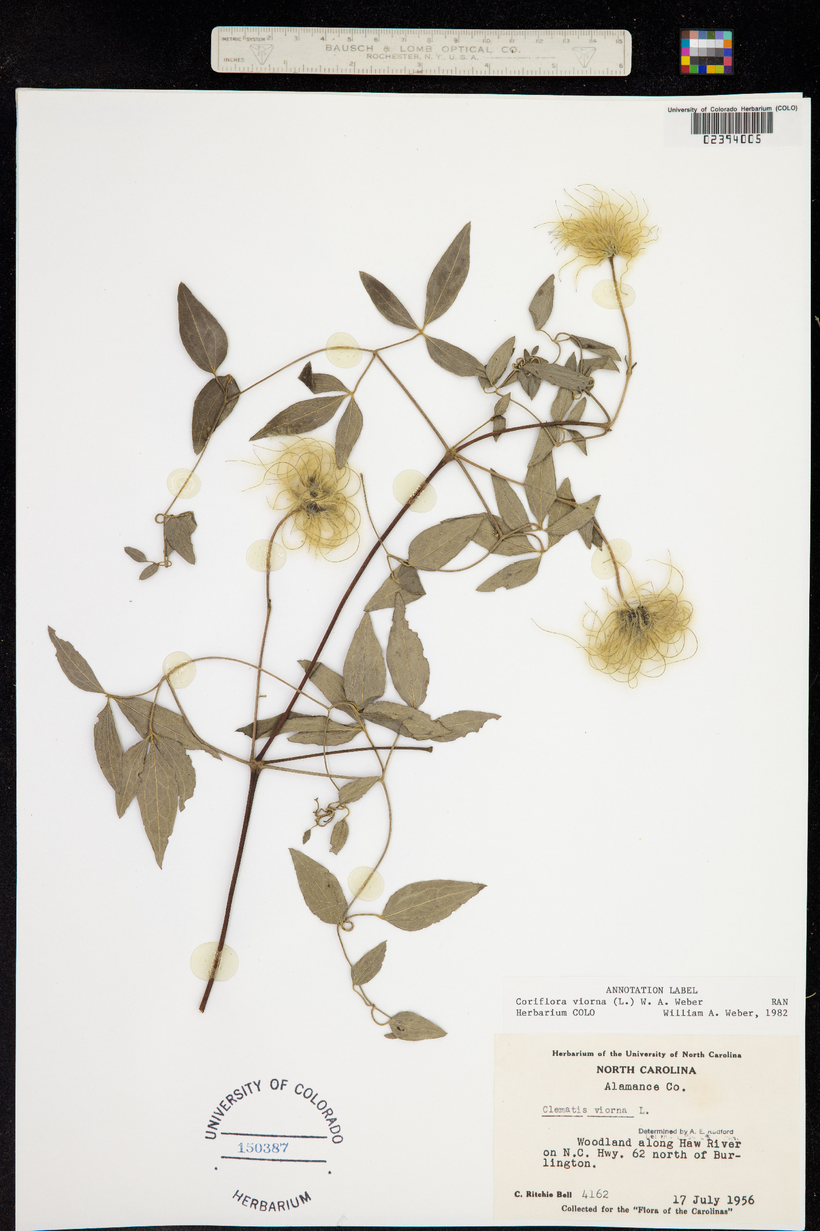 Clematis viorna image