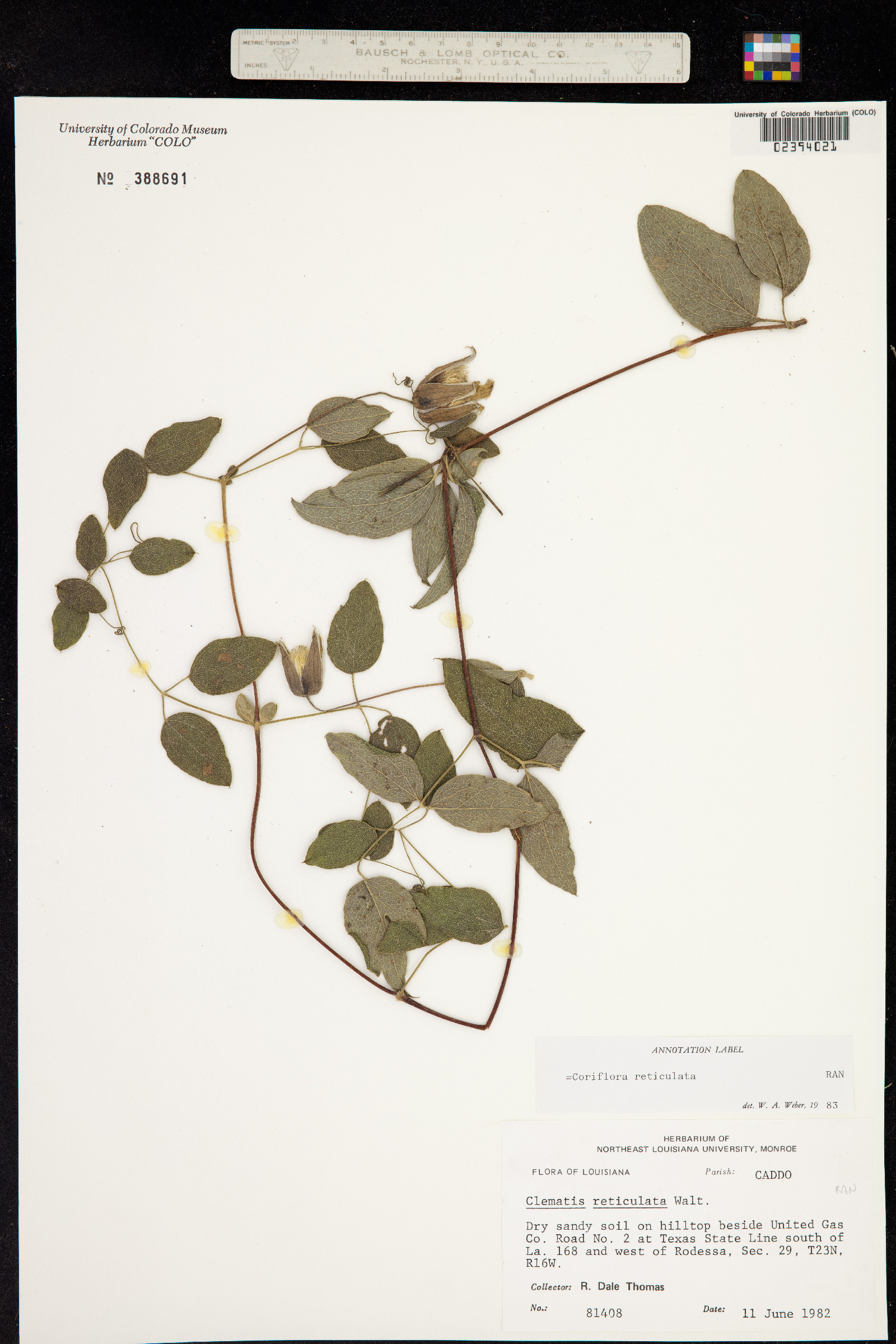 Clematis reticulata image