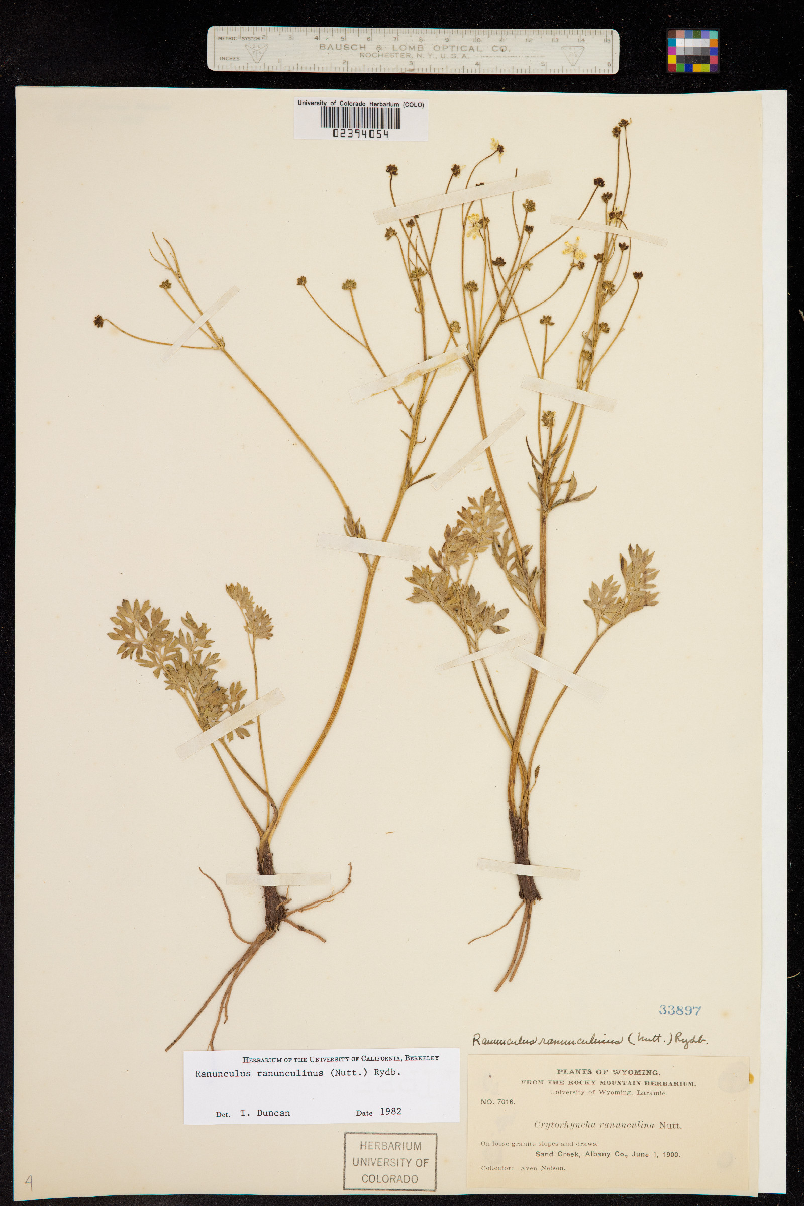 Cyrtorhyncha image