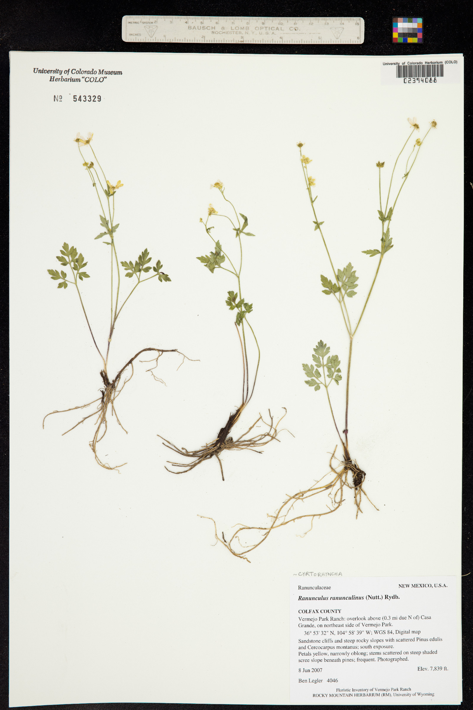 Ranunculus ranunculinus image