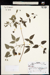 Image of Coriflora viorna