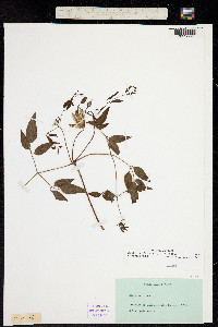 Coriflora viorna image