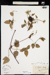 Coriflora reticulata image