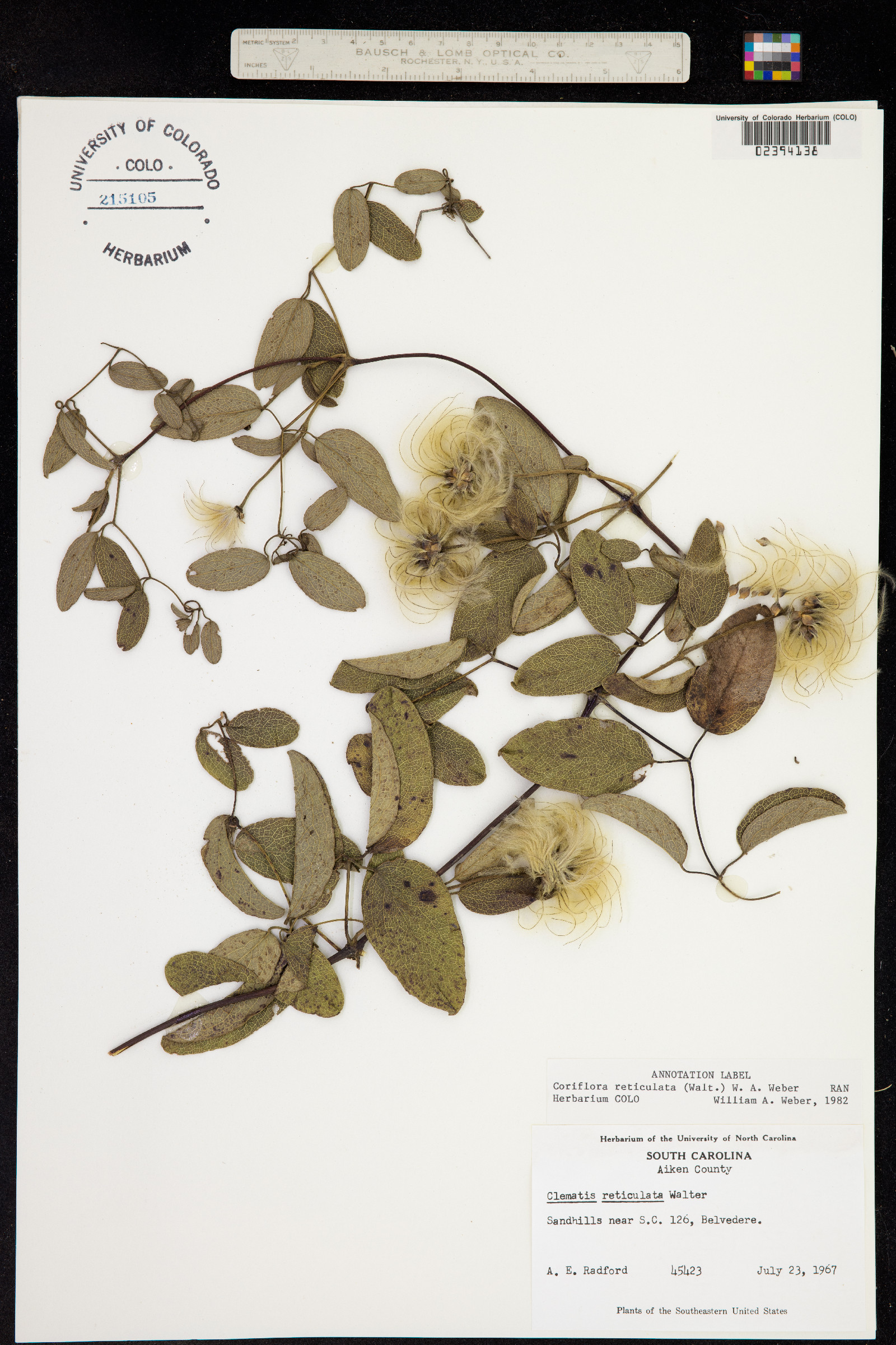 Clematis reticulata image