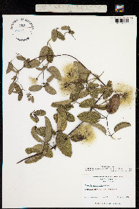 Coriflora reticulata image