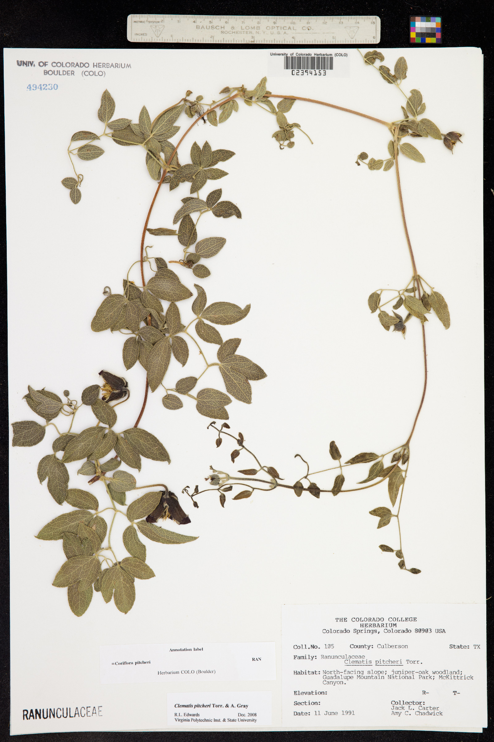 Clematis pitcheri image