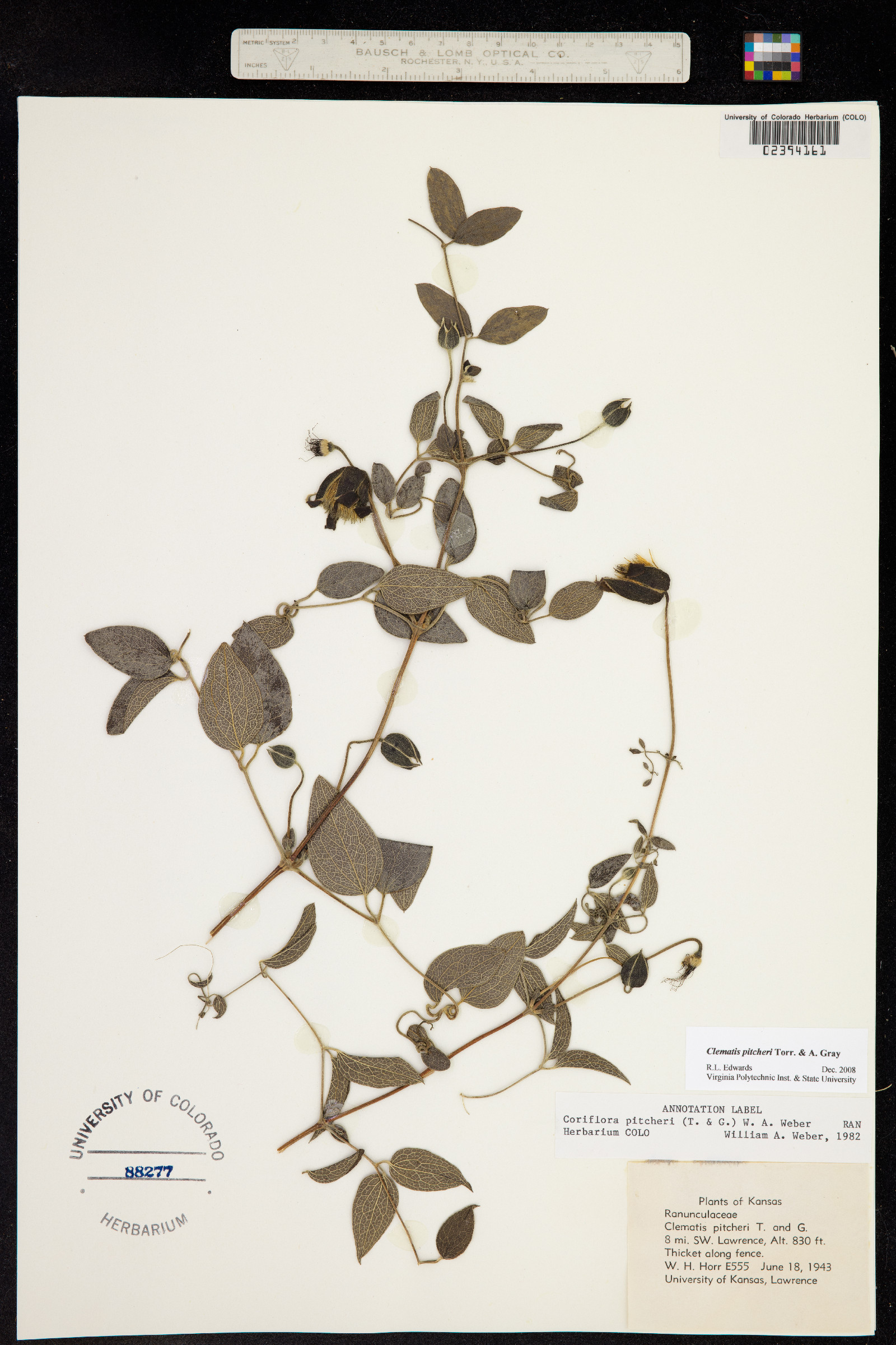 Coriflora pitcheri image