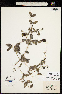 Coriflora pitcheri image