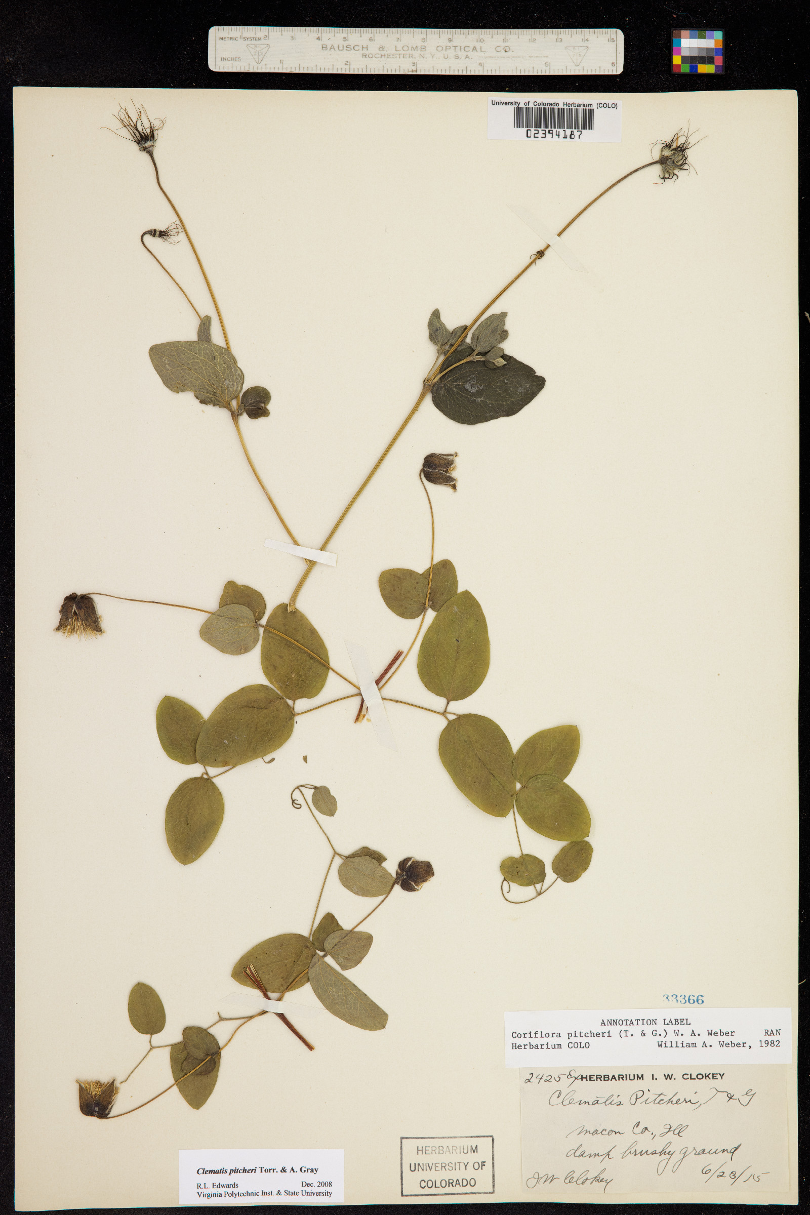 Clematis pitcheri image