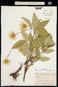 Coriflora ochroleuca image