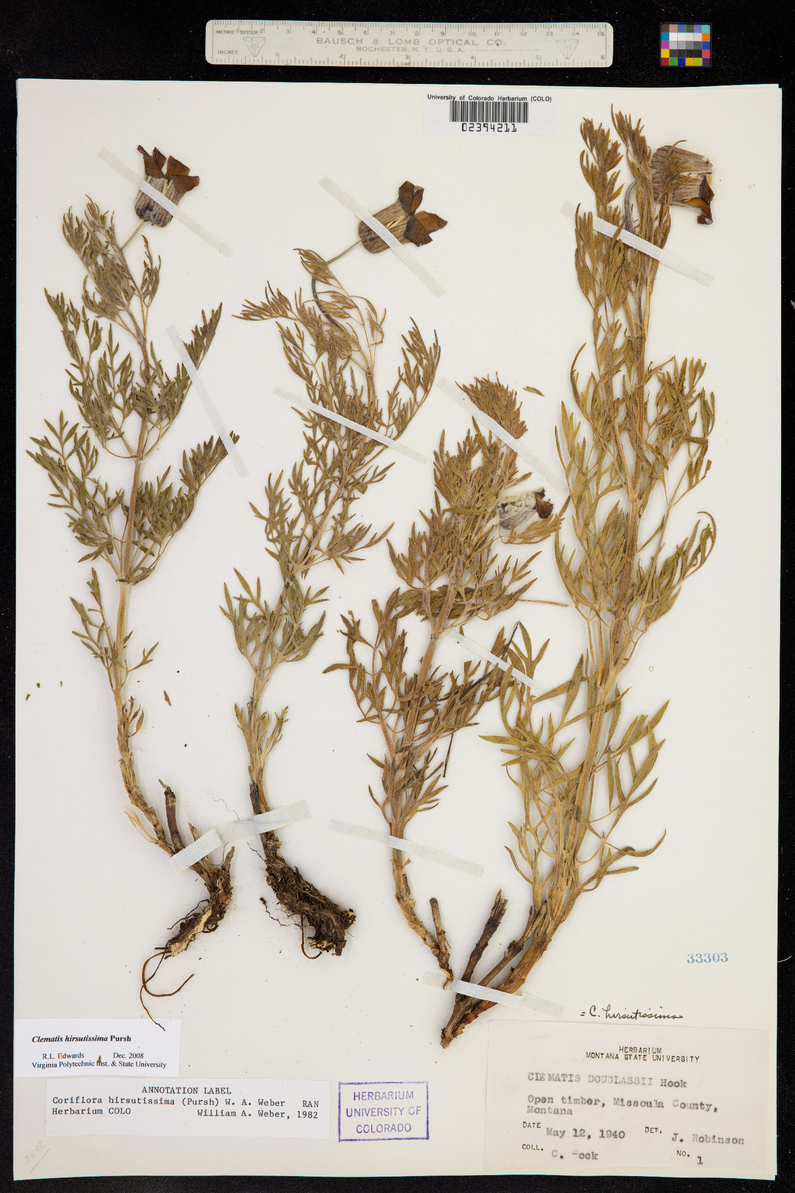 Clematis hirsutissima var. hirsutissima image