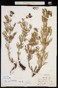 Clematis hirsutissima var. hirsutissima image