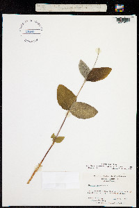 Image of Coriflora ochroleuca