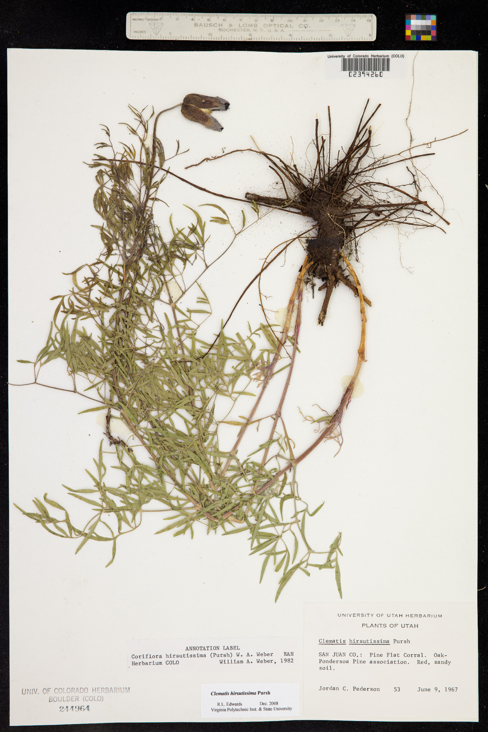 Clematis hirsutissima var. hirsutissima image