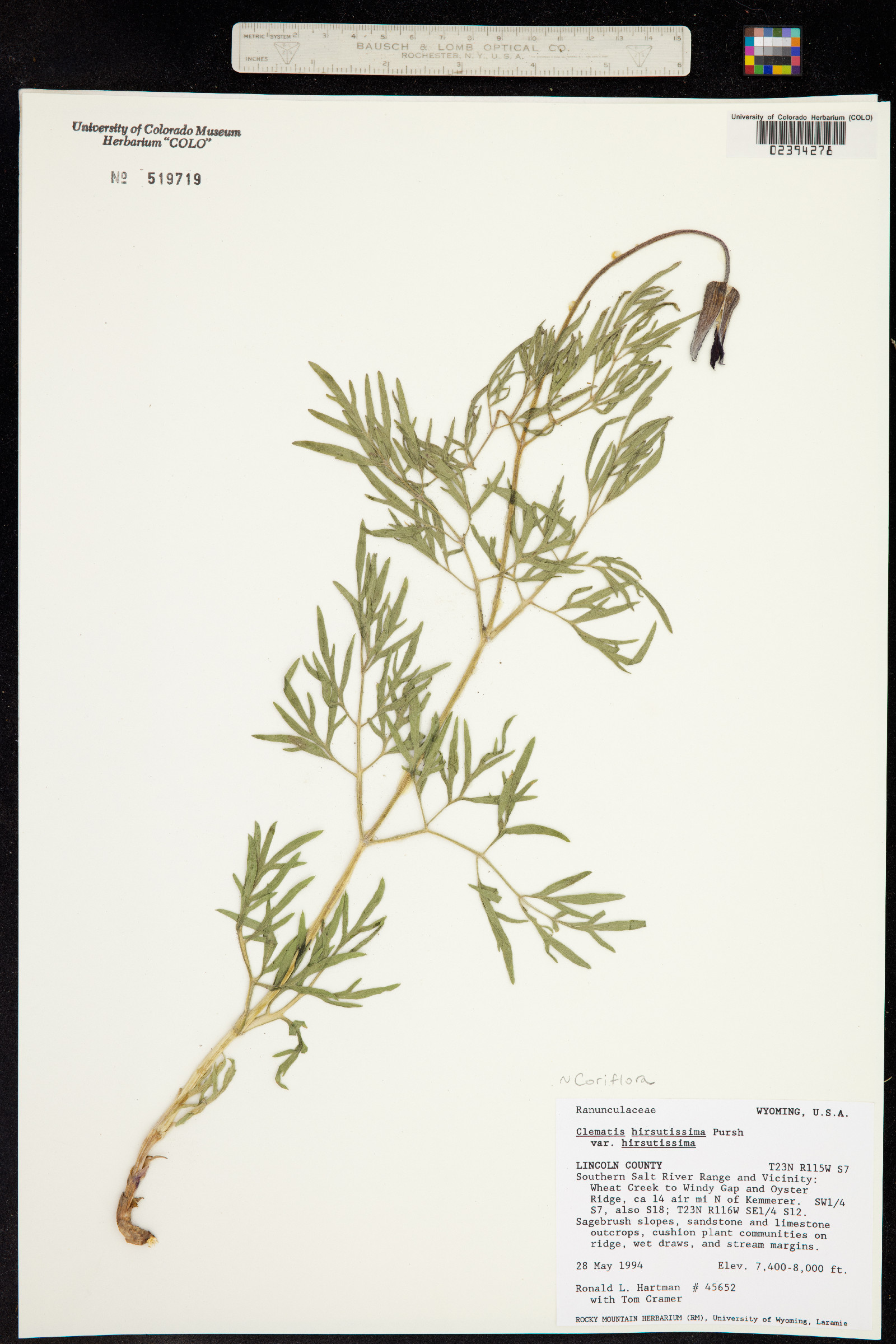 Clematis hirsutissima var. hirsutissima image