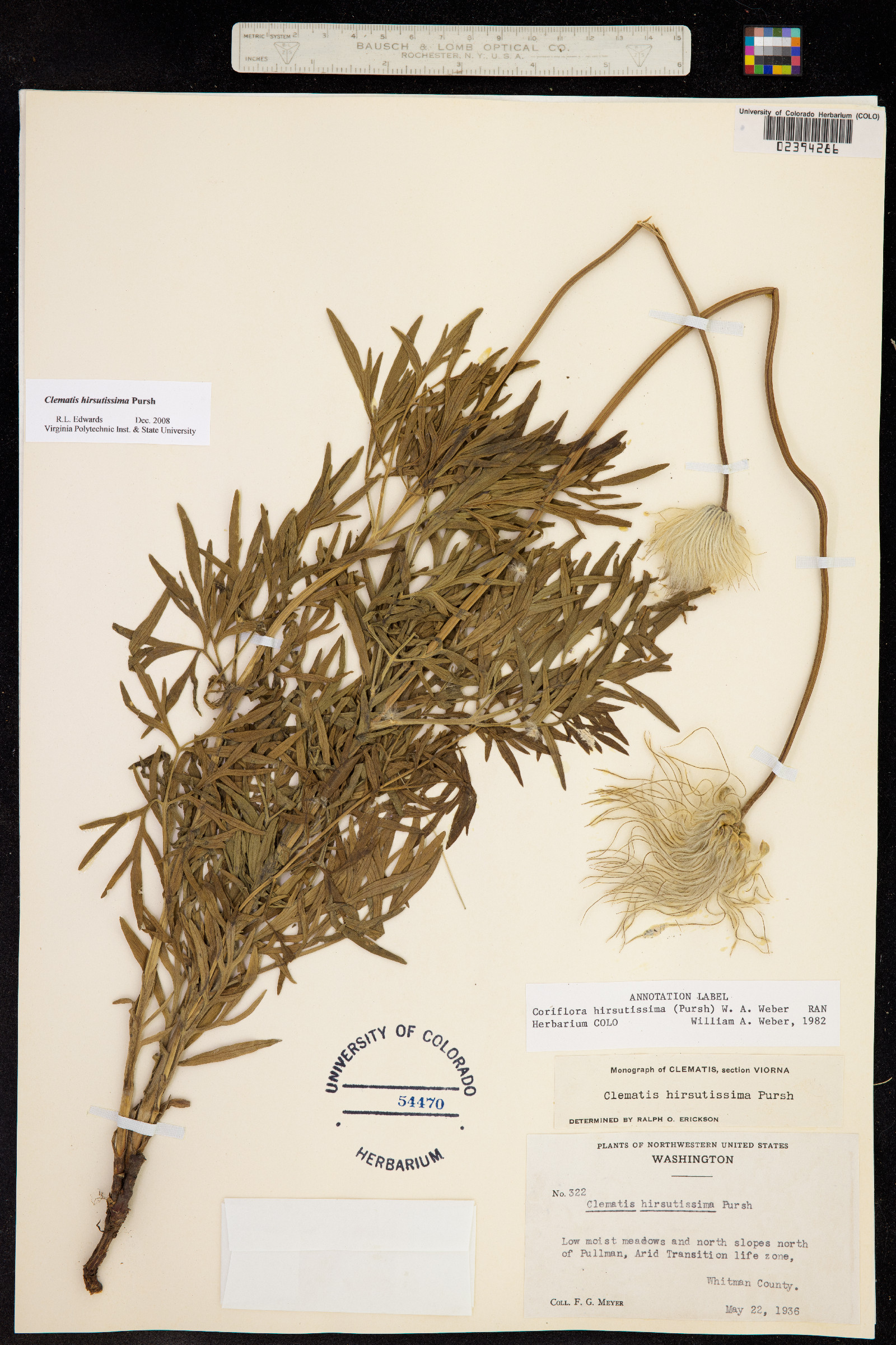 Clematis hirsutissima var. hirsutissima image
