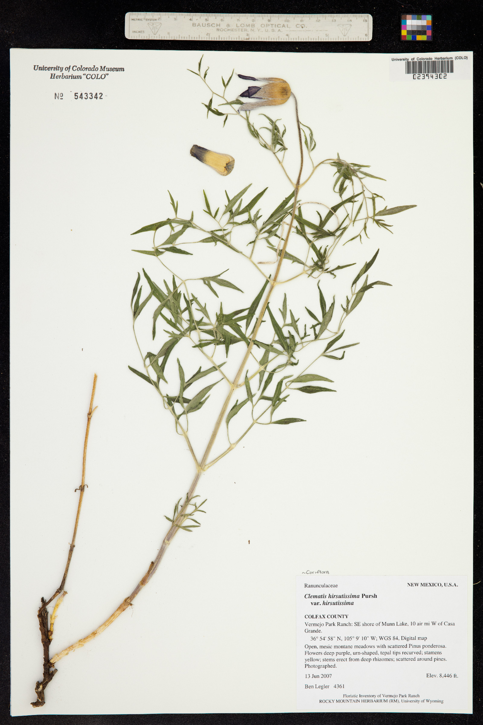 Clematis hirsutissima var. hirsutissima image