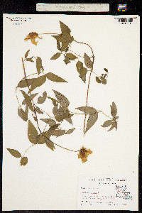 Coriflora crispa image